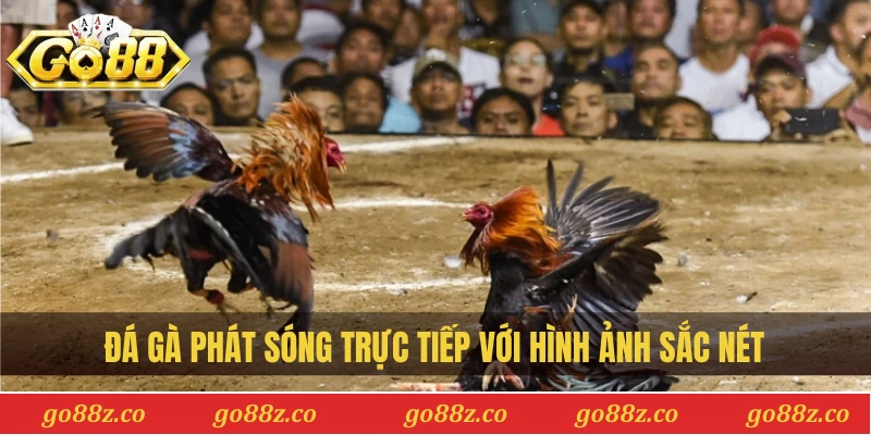 Đá gà phát sóng trực tiếp với hình ảnh sắc nét trên Go88z.co